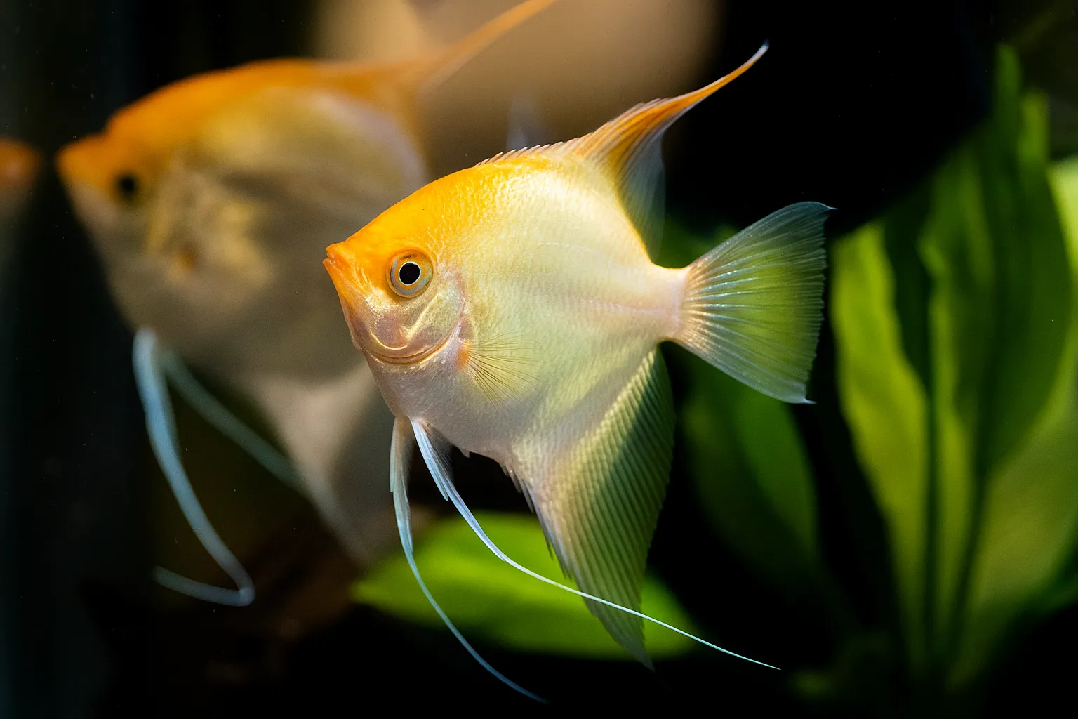 Imagem do Acará Bandeira